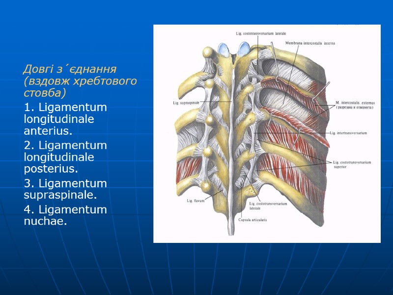Довгі з´єднання (вздовж хребтового стовба) 1. Ligamentum longitudinale anterius. 2. Ligamentum longitudinale posterius. 3.